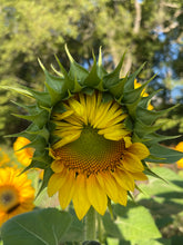 Load image into Gallery viewer, Mason Jar Bouquet of Sunflowers Delivered
